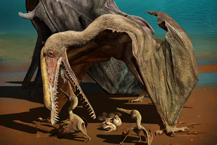 U Kini pronađeni fosili 215 jaja pterosaurusa