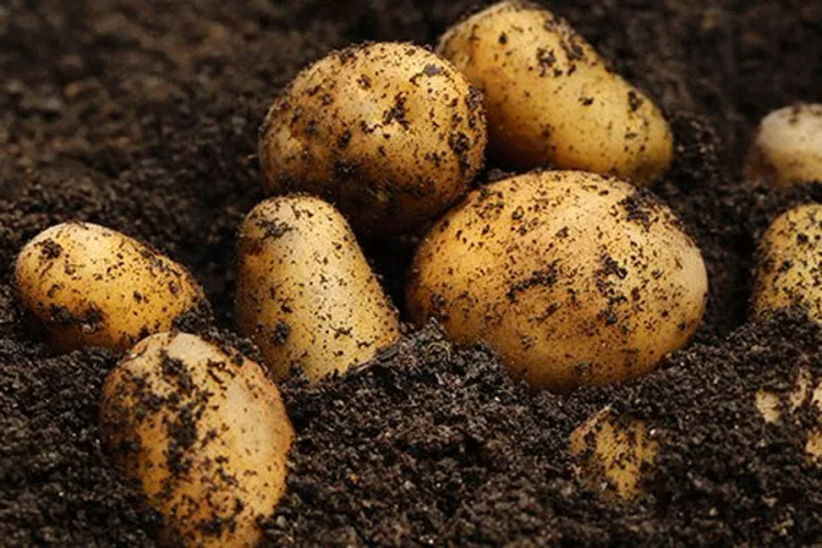 Ruski naučnici uzgajaju krompir otporan na hladnoću
