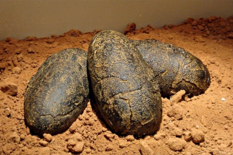 Pronađena jaja dinosaurusa stara 130 miliona godina