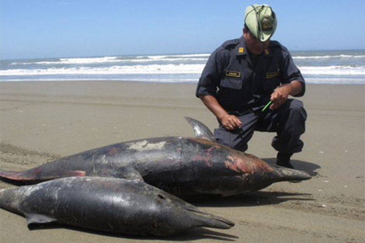 Misteriozna smrt 80 delfina, ekolozi zbunjeni