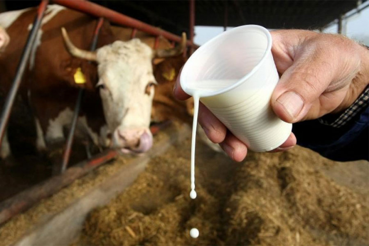 Prošlogodišnji otkup mlijeka u RS oko 112 miliona litara