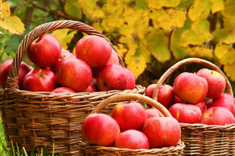 Rusija zabranila uvoz jabuka iz BiH