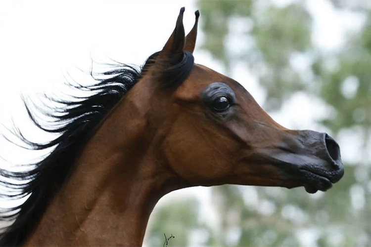 Stručnjaci zabrinuti: Konji izgledaju kao iz crtića
