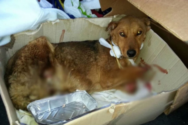 Pas kojem su odsječene šape i uši u Beogradu na liječenju, upitno da li će preživjeti