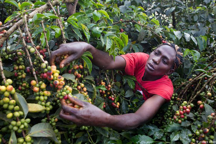 Stanovnici Najrobija budućnost otkrili u kafi
