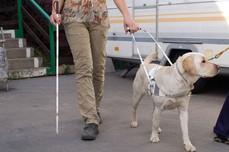 Slijepi u BiH nemaju ni za hranu za psa vodiča, koji košta 13.000 evra