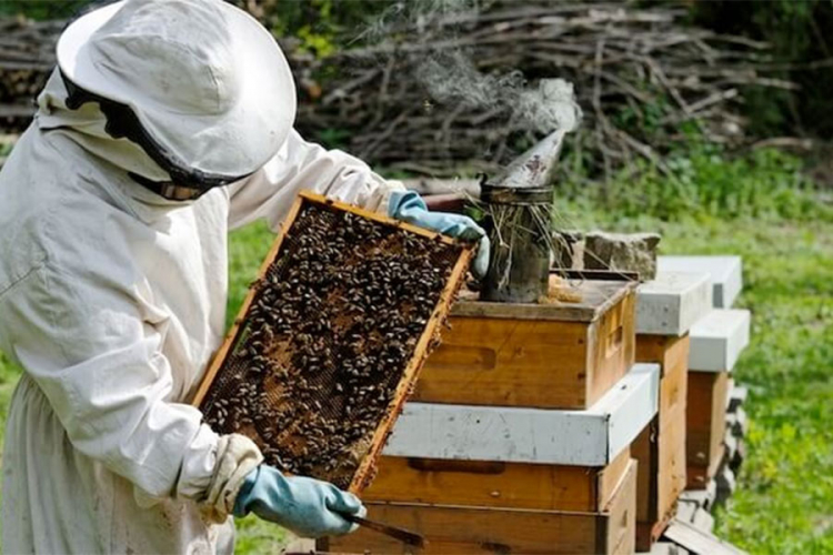 U Zavodu za zapošljavanje RS program obuke za tehničku obradu drveta i pčelarstvo