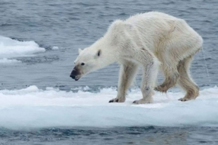 Praćenje medvjeda na Antarktiku donijelo zabrinjavajuće rezultate