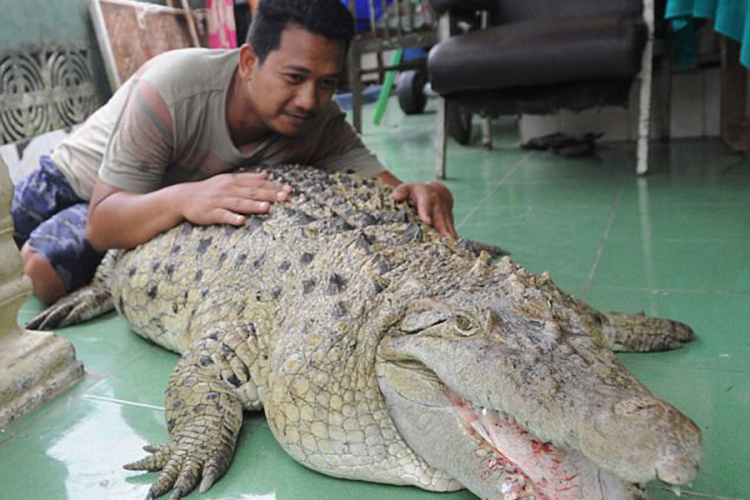 Indonežanska porodica živi s krokodilom