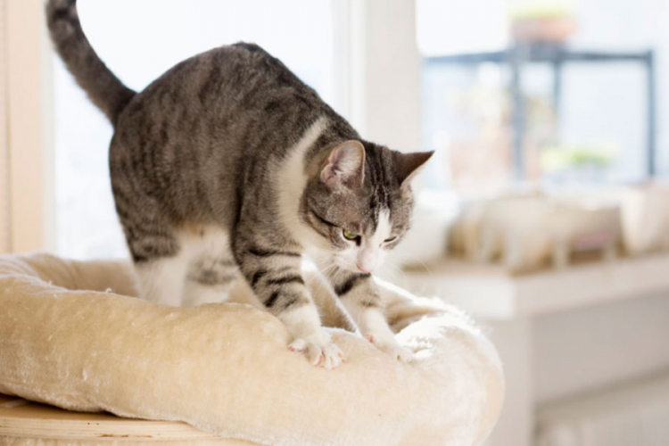 Zašto mace vole da "masiraju" mekane predmete?