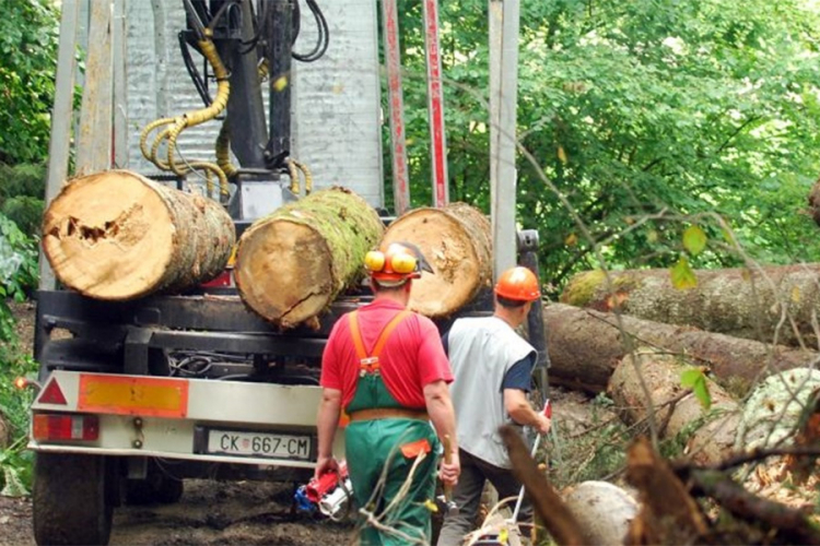 Proizvodnja šumskih sortimenata smanjena za 10 odsto