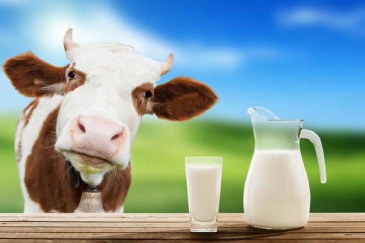 Izvoz mliječnih proizvoda povećan za 12, uvoz smanjen za 13 odsto
