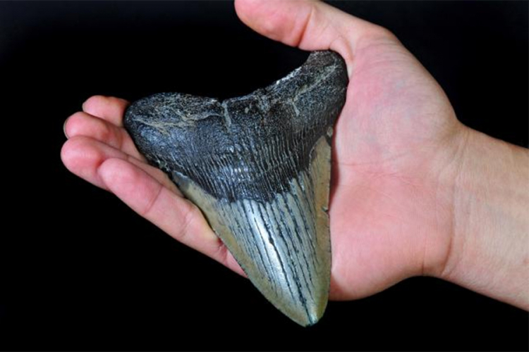 Vrijedan zub praistorijskog predatora ukraden u Australiji