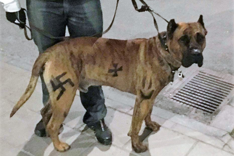 Nacrtao kukasti krst na psu i dobio kaznu od 1.300 evra