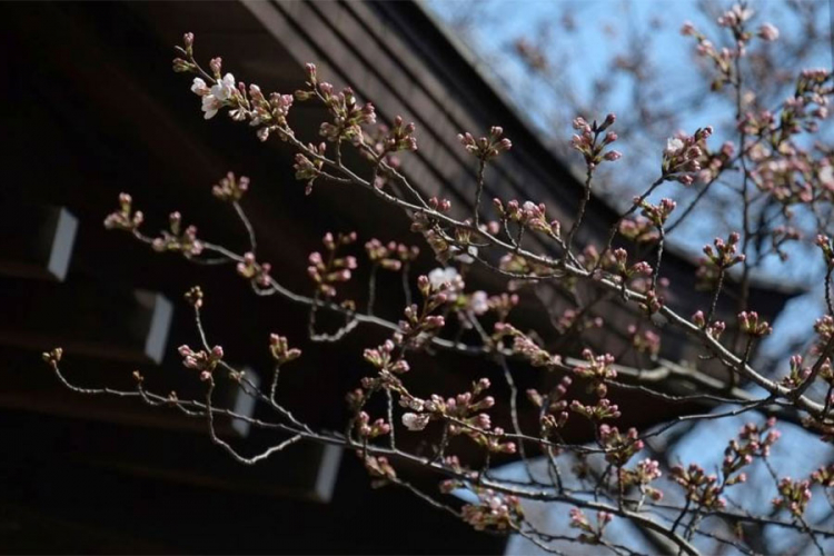 Procvjetale trešnje označile početak proljeća u Japanu
