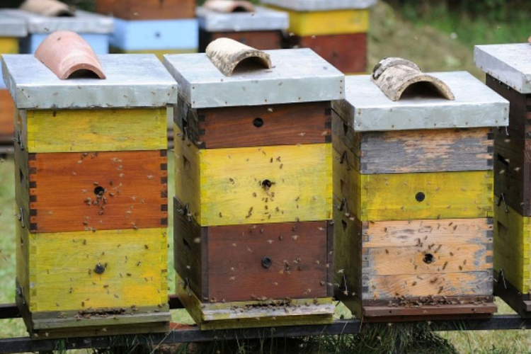 Niske temperature zadaju glavobolju pčelarima: Hladnoća pustoši košnice