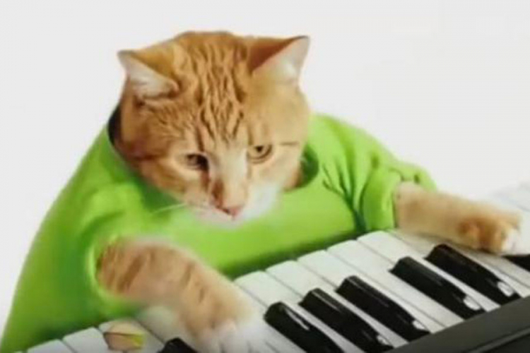 Uginuo Bento, mačak koji svira sintisajzer
