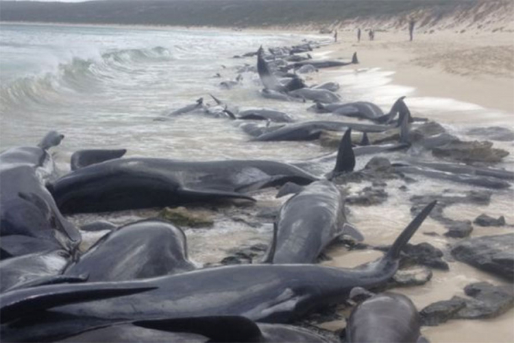 Na obali Australije nasukano 150 pilot-kitova