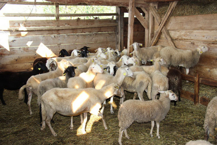 Leševi ovaca izmješteni na sigurnu lokaciju