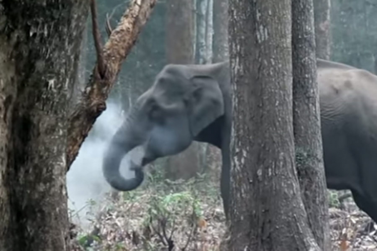 Slon koji "puši" zbunio naučnike