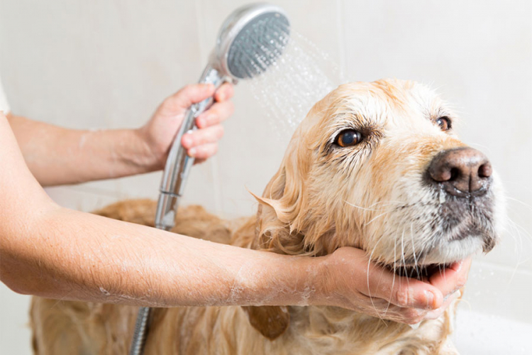 Koliko često treba kupati psa?