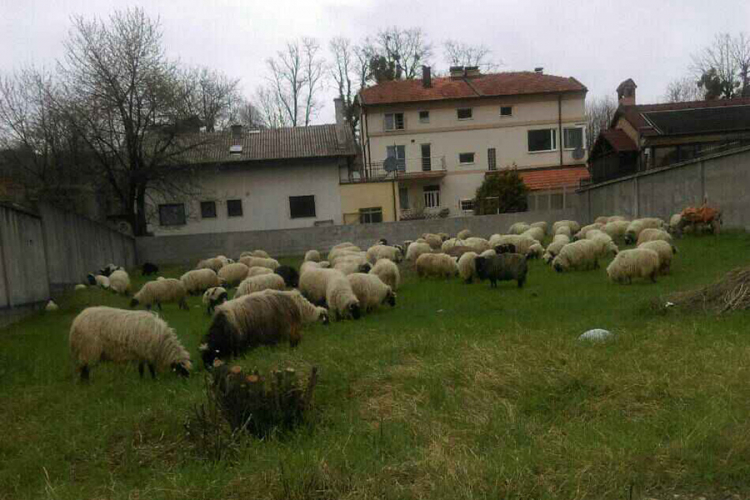Čobani doveli ovce na ispašu u grad