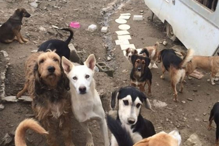 Psi u Kotor Varošu pobijeni na Dan napuštenih životinja!