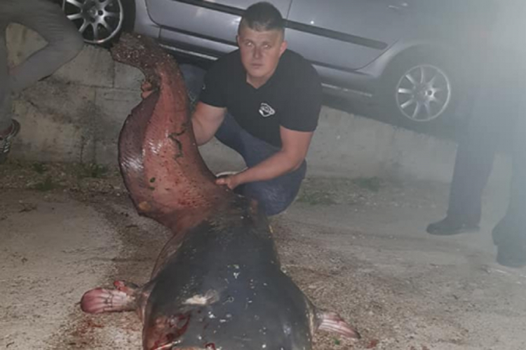 Iz Bosne izvukao "čudovište" teško skoro 80 kg