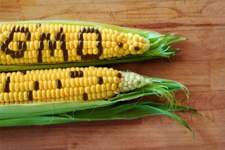 U Brčkom iz prodaje povučena kukuruzna krupica koja sadrži GMO