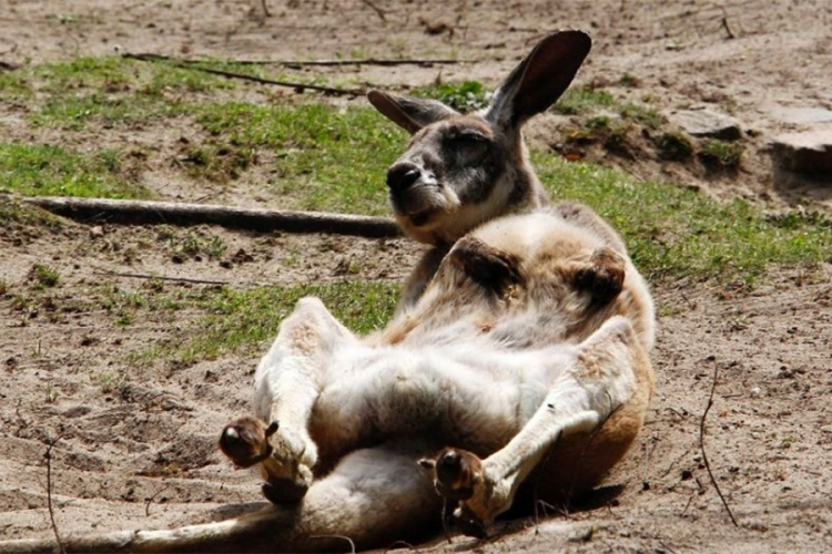 Uginuo kengur koga su posjetioci zoo-vrta gađali kamenjem