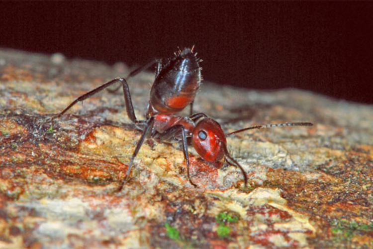 Otkrivena nova vrsta mrava koja se brani "eksplodiranjem"