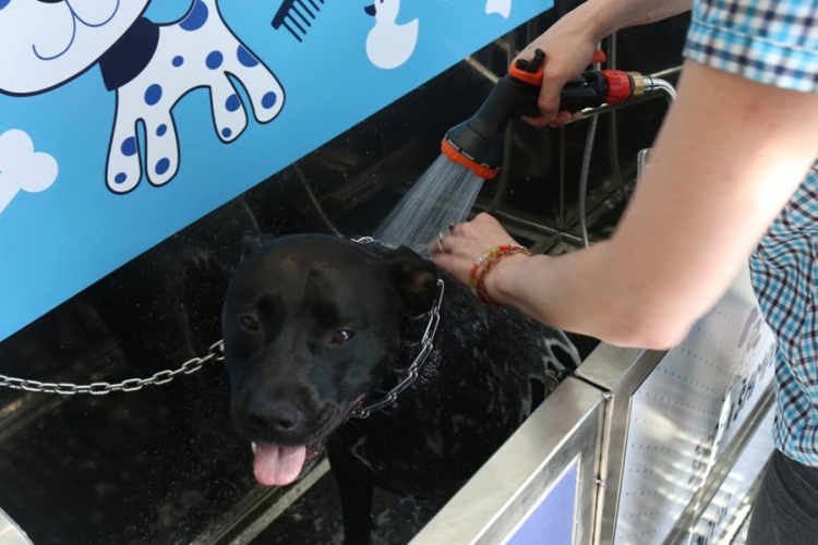 Sarajevo dobilo samouslužnu praonicu za pse