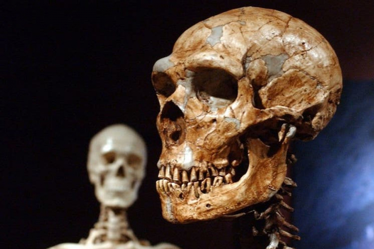 Napravljen 3D model mozga neandertalca