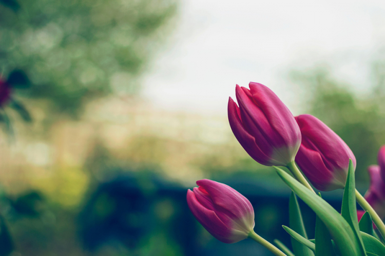 Tulipan - cvijet koji je promijenio svijet