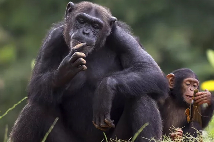 Zapanjujuće otkriće o krevetima šimpanzi