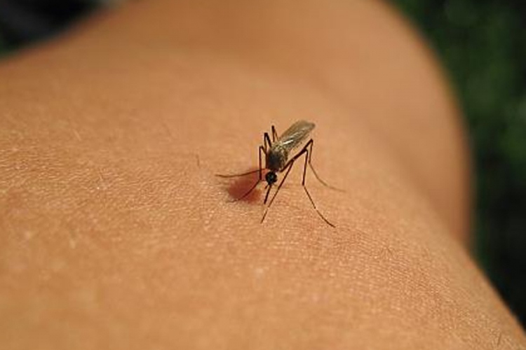 Četiri tipa ljudi koje komarci najviše vole
