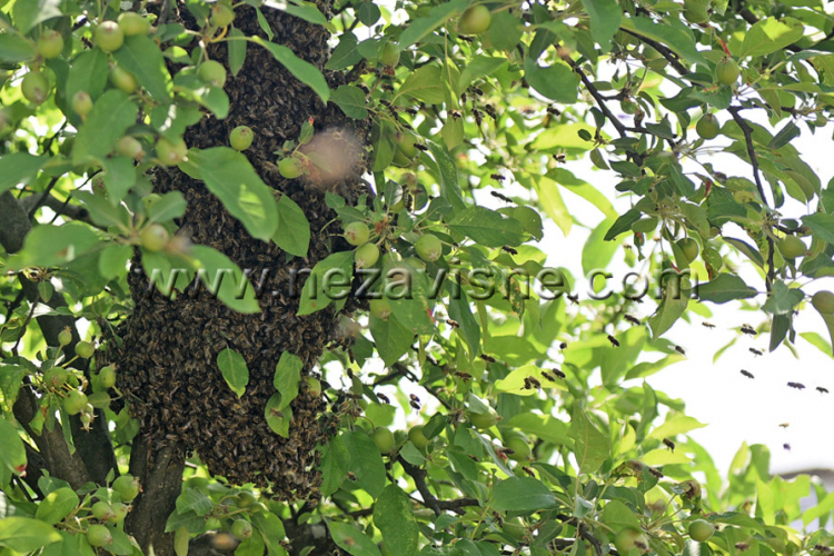 Pčele "okupirale" drvo u Banjaluci