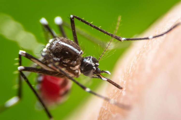 Zaprašivanje komaraca u Banjaluci od iduće sedmice