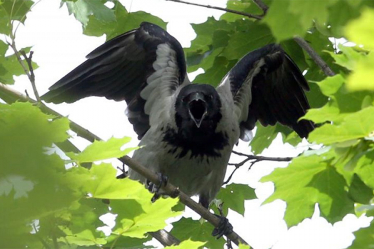 Vrane napale mladića u banjalučkom naselju Starčevica