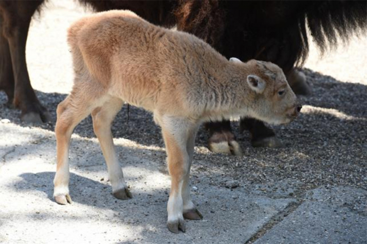 Bijeli bizon rođen u Beogradskom zoo-vrtu, jedan u 10 miliona