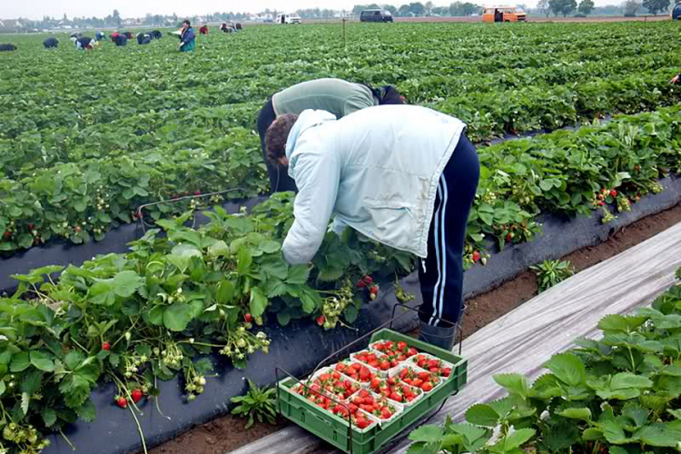 TraÅ¾e radnike iz BiH, nude 1.300 evra za branje jagoda