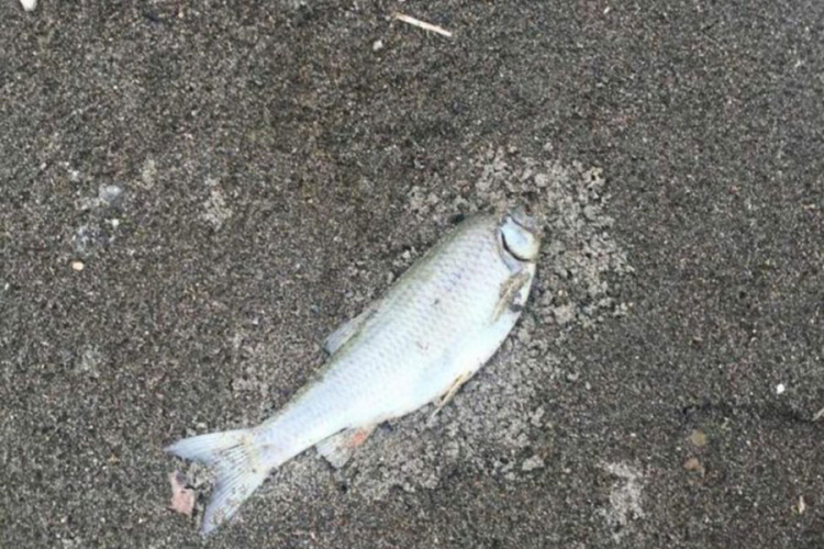 Opet uginula riba u Spreči