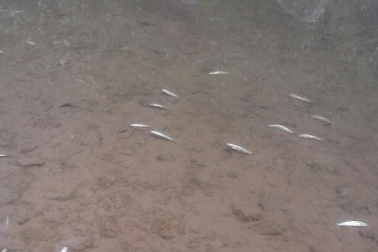 Pomor ribe kod Kozarske Dubice