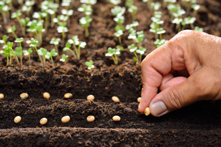 Mirjanić: Povećati proizvodnju sjemena