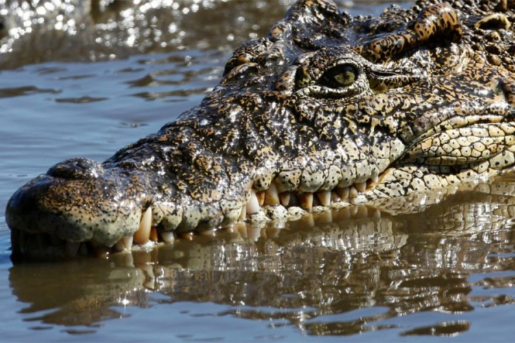 Krokodil ubio sveštenika tokom krštenja
