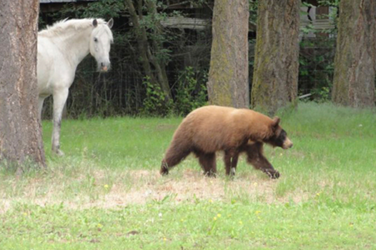 Medvjed ubio konja, lovci postavili kamere da ga zaštite od lovokradica