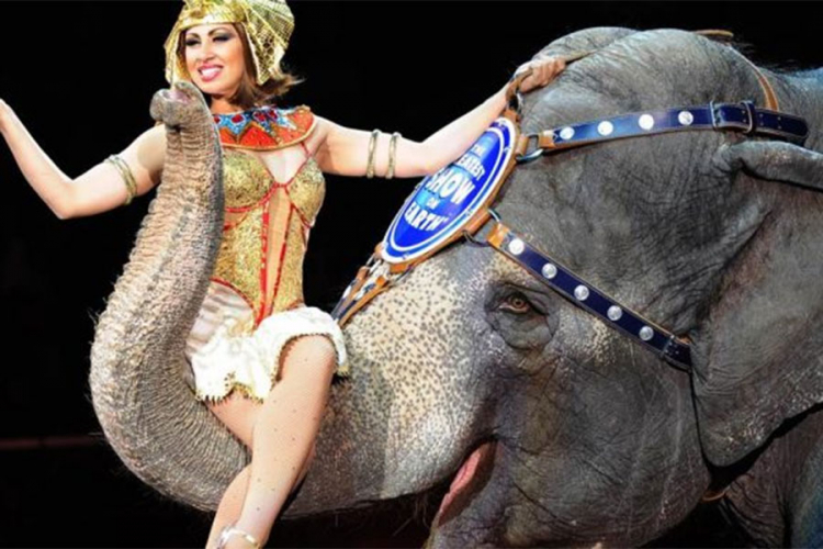 Evropa dobija sklonište za slonove iz cirkusa