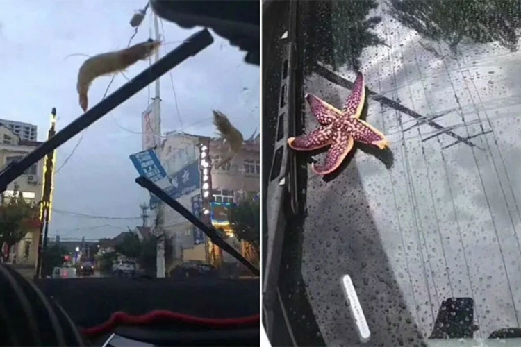 Bizarna oluja u Kini: Grad, morske zvijezde i škampi padali s neba