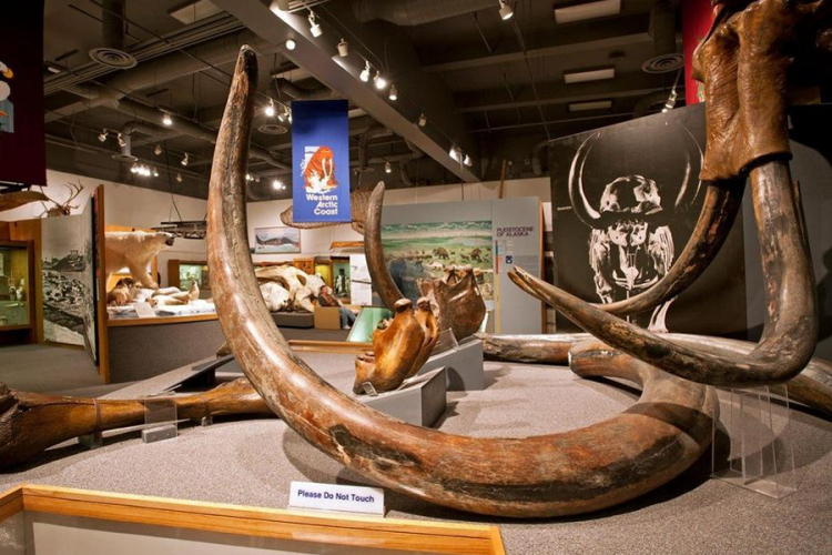 Na Aljasci ukradena kljova mamuta teška 45 kilograma