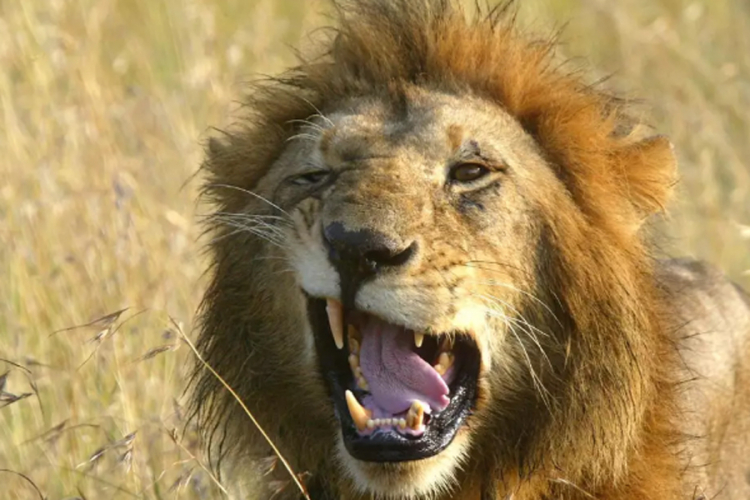 Lavovi ubili lovokradice: Krenuli na nosoroge i naletjeli na "kraljeve"